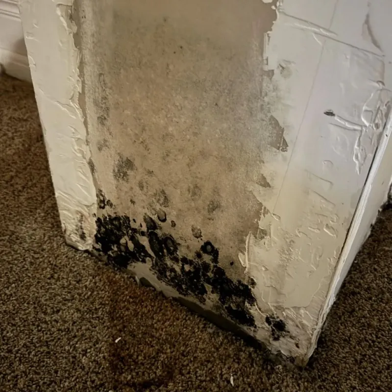 Professional Mold Removal in Franklin County, TN